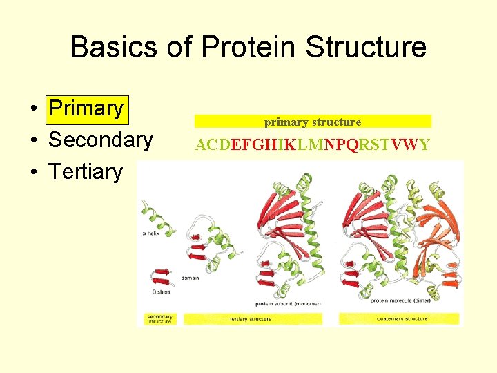 Basics of Protein Structure • Primary • Secondary • Tertiary primary structure ACDEFGHIKLMNPQRSTVWY 