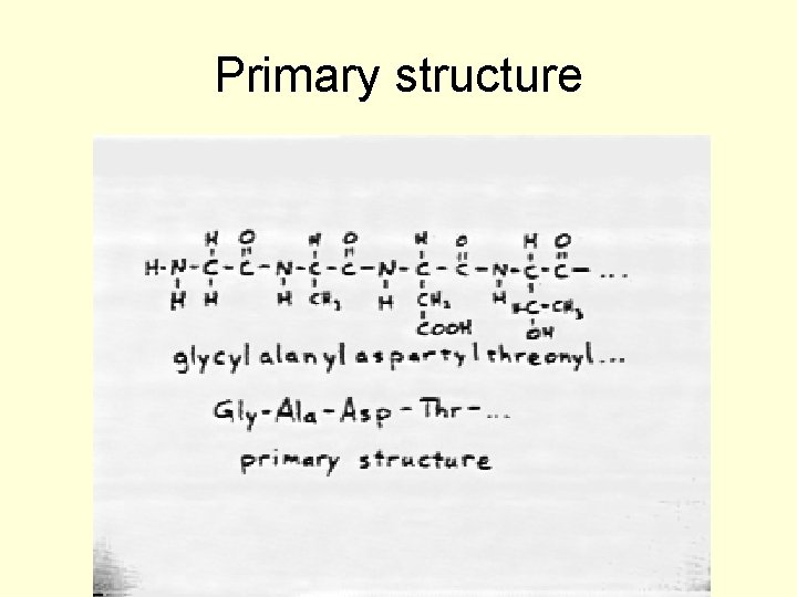 Primary structure 