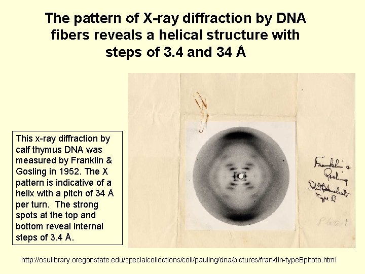 The pattern of X-ray diffraction by DNA fibers reveals a helical structure with steps