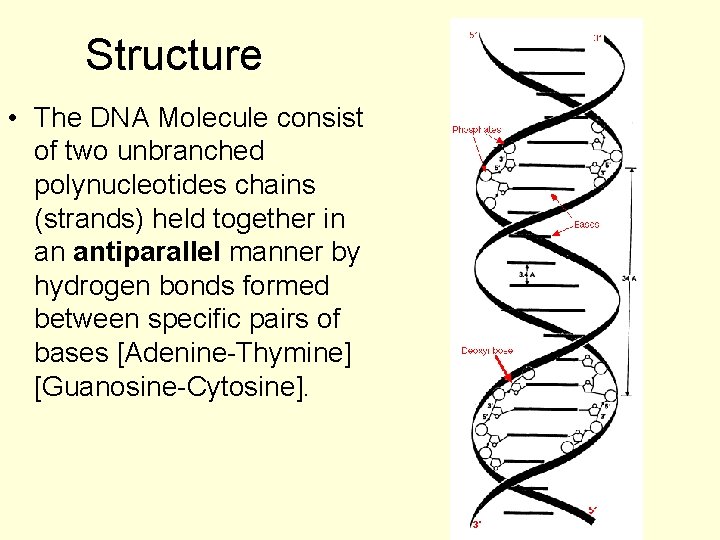 Structure • The DNA Molecule consist of two unbranched polynucleotides chains (strands) held together