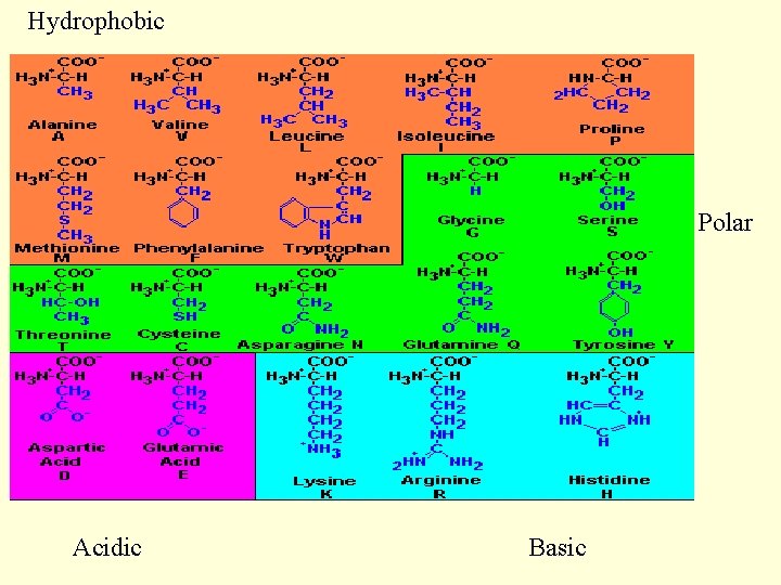 Hydrophobic Polar Acidic Basic 
