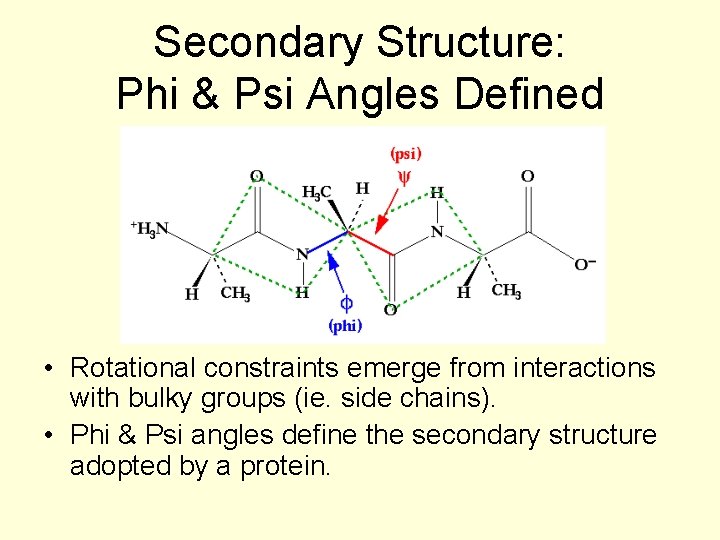 Secondary Structure: Phi & Psi Angles Defined • Rotational constraints emerge from interactions with