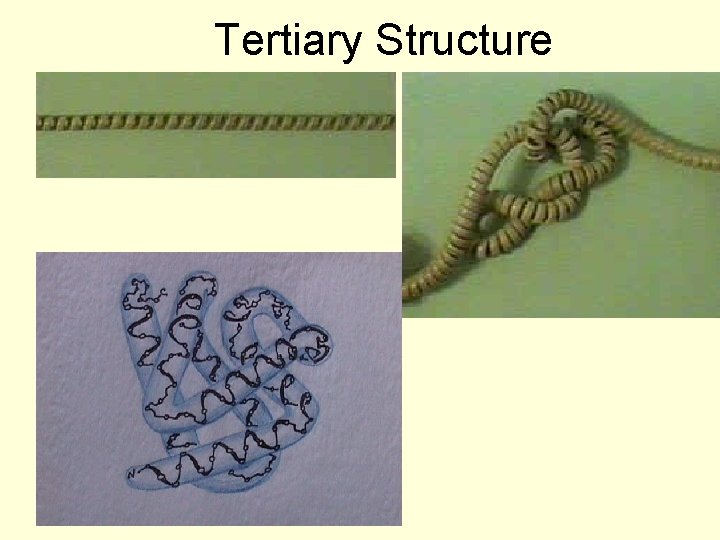 Tertiary Structure 