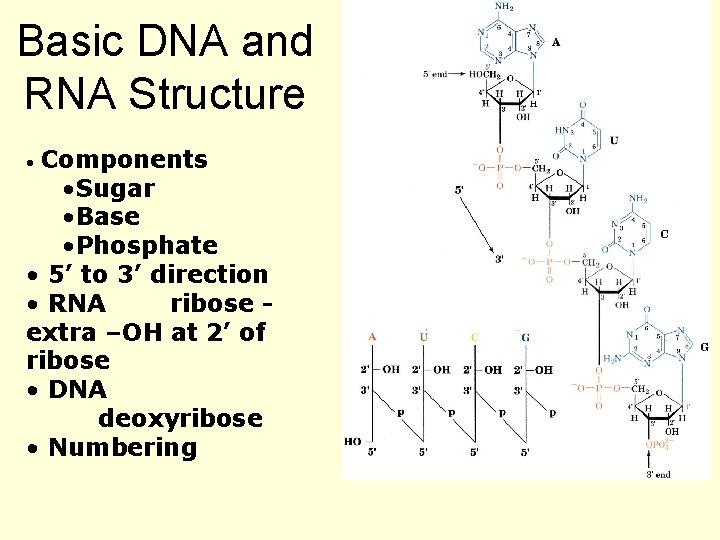 Basic DNA and RNA Structure Components • Sugar • Base • Phosphate • 5’
