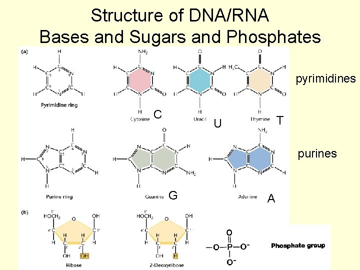 Structure of DNA/RNA Bases and Sugars and Phosphates pyrimidines C T U purines G