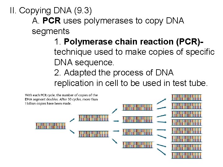 II. Copying DNA (9. 3) A. PCR uses polymerases to copy DNA segments 1.