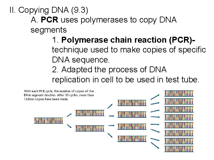 II. Copying DNA (9. 3) A. PCR uses polymerases to copy DNA segments 1. II. Copying DNA (9. 3) A. PCR uses polymerases to copy DNA segments 1.