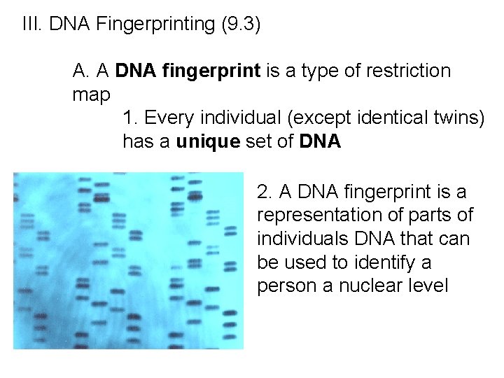 III. DNA Fingerprinting (9. 3) A. A DNA fingerprint is a type of restriction III. DNA Fingerprinting (9. 3) A. A DNA fingerprint is a type of restriction