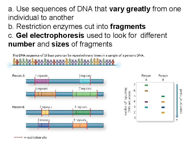 a. Use sequences of DNA that vary greatly from one individual to another b. a. Use sequences of DNA that vary greatly from one individual to another b.
