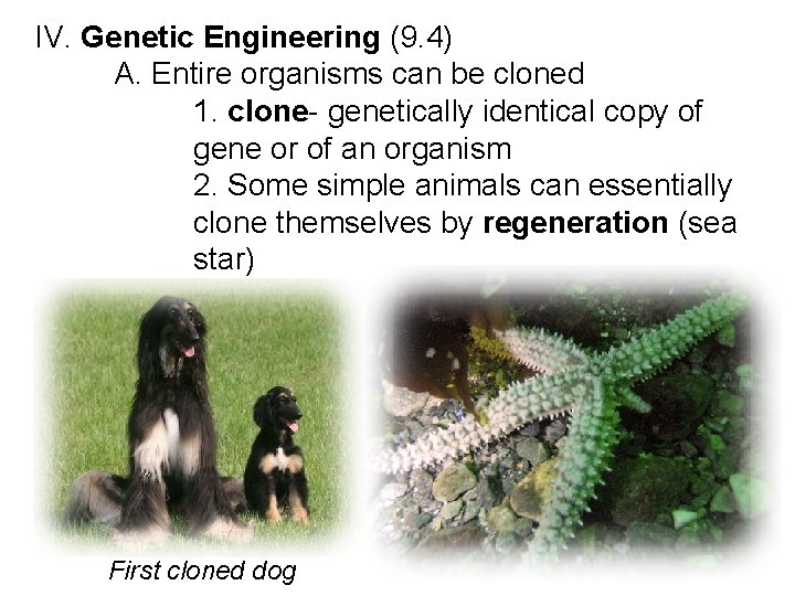 IV. Genetic Engineering (9. 4) A. Entire organisms can be cloned 1. clone- genetically IV. Genetic Engineering (9. 4) A. Entire organisms can be cloned 1. clone- genetically