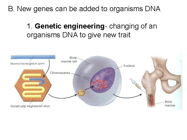 B. New genes can be added to organisms DNA 1. Genetic engineering- changing of