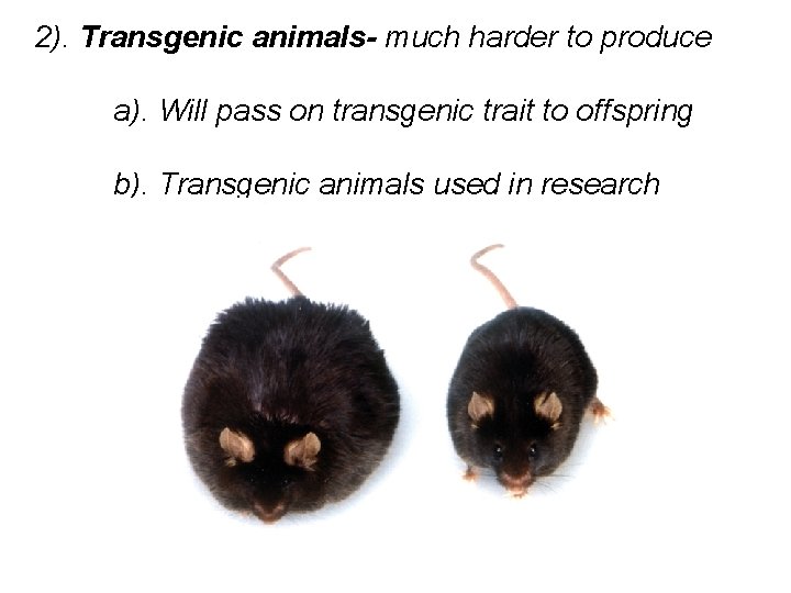 2). Transgenic animals- much harder to produce a). Will pass on transgenic trait to