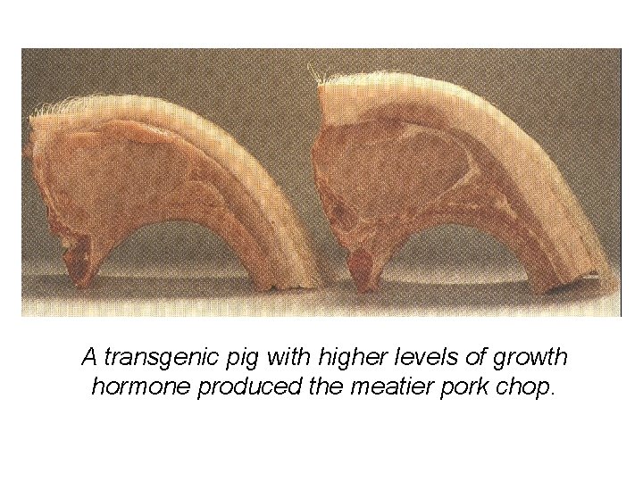 A transgenic pig with higher levels of growth hormone produced the meatier pork chop. A transgenic pig with higher levels of growth hormone produced the meatier pork chop.