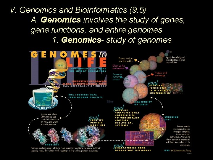 V. Genomics and Bioinformatics (9. 5) A. Genomics involves the study of genes, gene