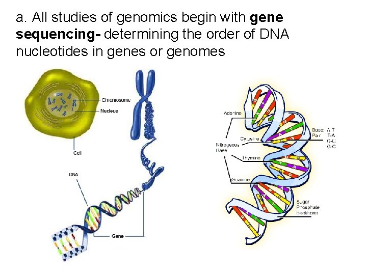 a. All studies of genomics begin with gene sequencing- determining the order of DNA