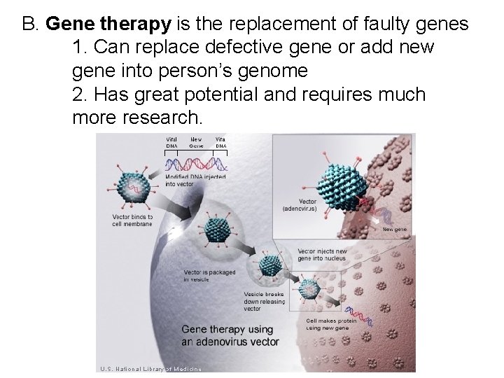 B. Gene therapy is the replacement of faulty genes 1. Can replace defective gene