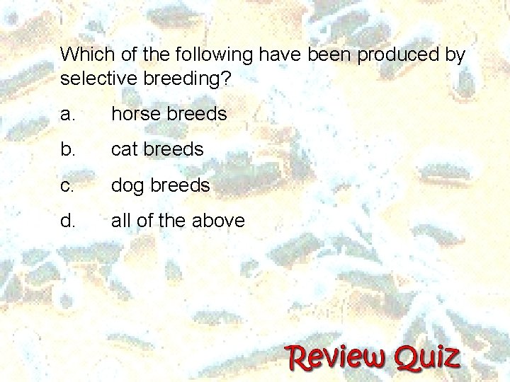 Which of the following have been produced by selective breeding? a. horse breeds b. Which of the following have been produced by selective breeding? a. horse breeds b.