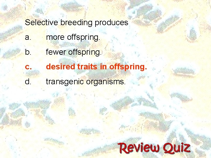 Selective breeding produces a. more offspring. b. fewer offspring. c. desired traits in offspring. Selective breeding produces a. more offspring. b. fewer offspring. c. desired traits in offspring.