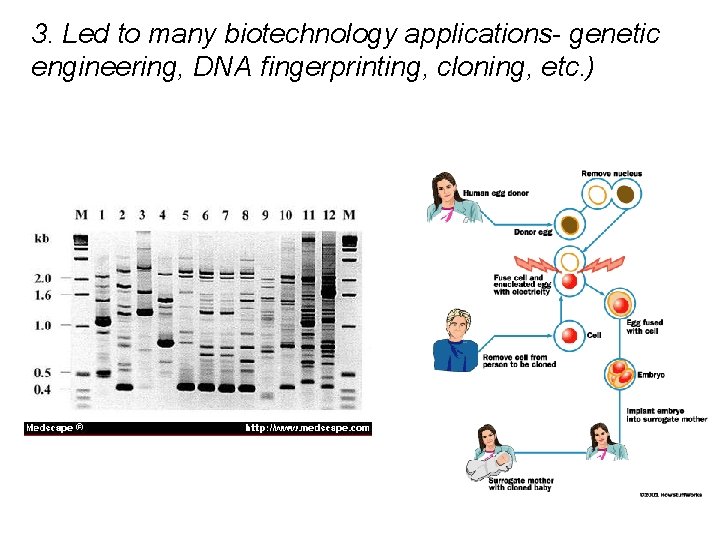 3. Led to many biotechnology applications- genetic engineering, DNA fingerprinting, cloning, etc. ) 