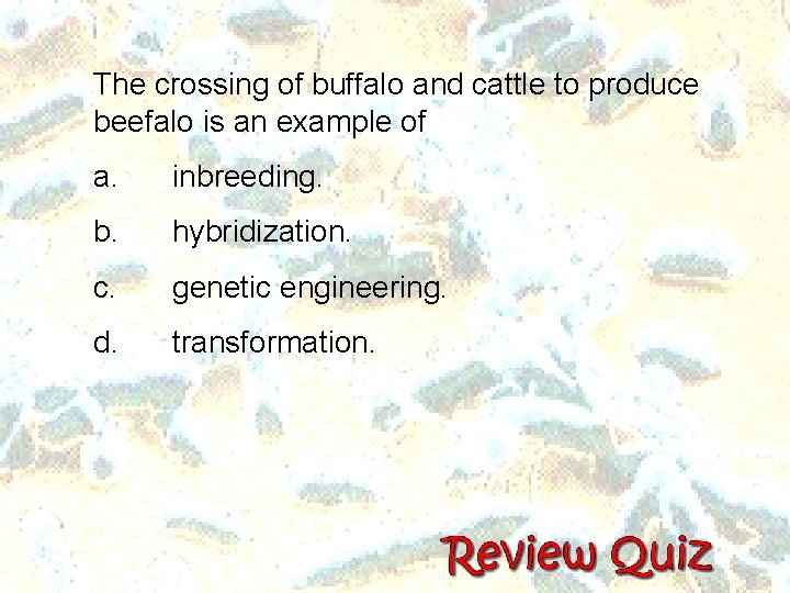 The crossing of buffalo and cattle to produce beefalo is an example of a. The crossing of buffalo and cattle to produce beefalo is an example of a.