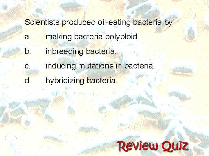 Scientists produced oil-eating bacteria by a. making bacteria polyploid. b. inbreeding bacteria. c. inducing Scientists produced oil-eating bacteria by a. making bacteria polyploid. b. inbreeding bacteria. c. inducing