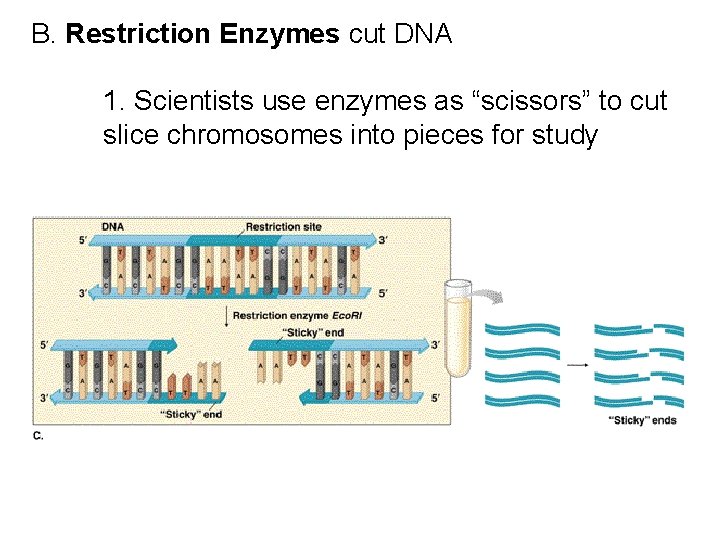 B. Restriction Enzymes cut DNA 1. Scientists use enzymes as “scissors” to cut slice