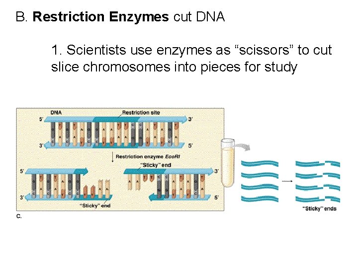 B. Restriction Enzymes cut DNA 1. Scientists use enzymes as “scissors” to cut slice B. Restriction Enzymes cut DNA 1. Scientists use enzymes as “scissors” to cut slice
