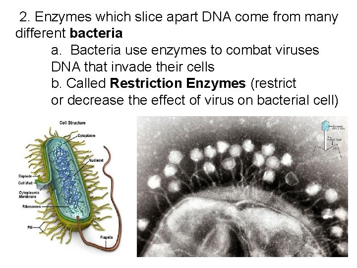  2. Enzymes which slice apart DNA come from many different bacteria a. Bacteria