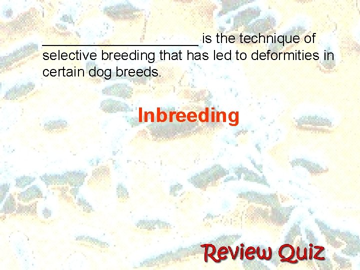__________ is the technique of selective breeding that has led to deformities in certain __________ is the technique of selective breeding that has led to deformities in certain
