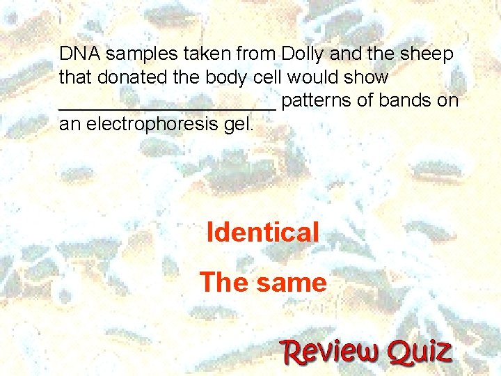 DNA samples taken from Dolly and the sheep that donated the body cell would DNA samples taken from Dolly and the sheep that donated the body cell would