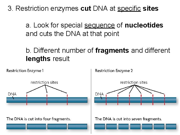 3. Restriction enzymes cut DNA at specific sites a. Look for special sequence of 3. Restriction enzymes cut DNA at specific sites a. Look for special sequence of