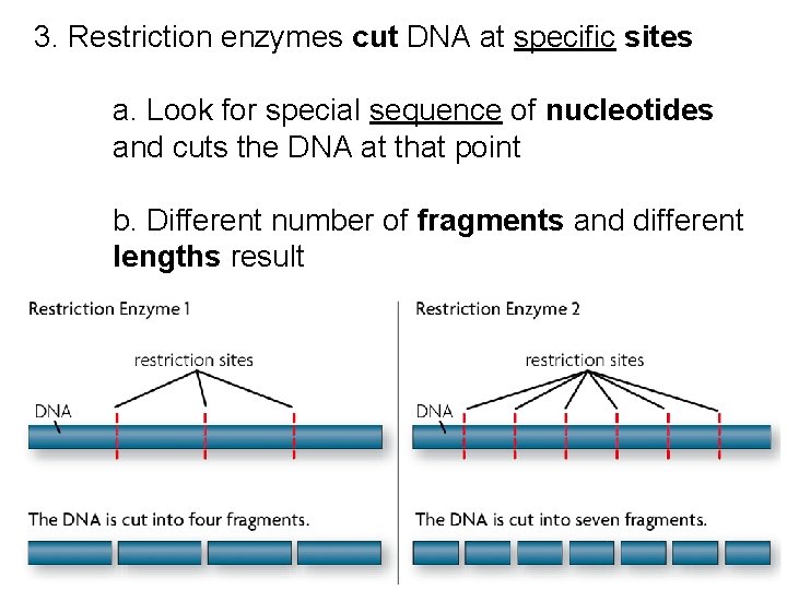 3. Restriction enzymes cut DNA at specific sites a. Look for special sequence of