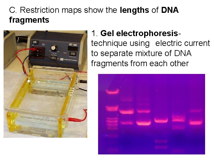 C. Restriction maps show the lengths of DNA fragments 1. Gel electrophoresis- technique using