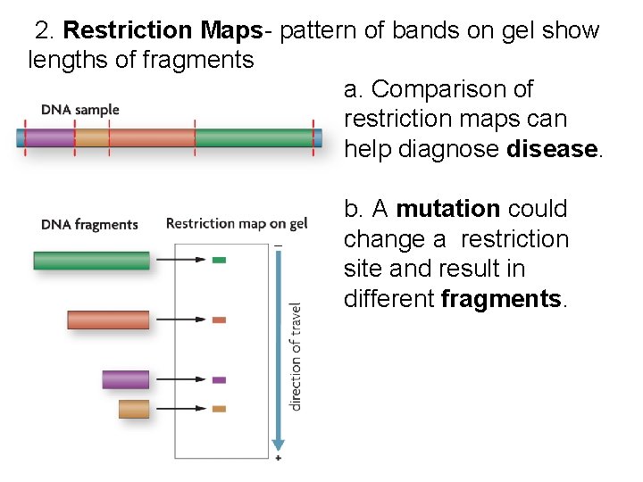 2. Restriction Maps- pattern of bands on gel show lengths of fragments a. 2. Restriction Maps- pattern of bands on gel show lengths of fragments a.