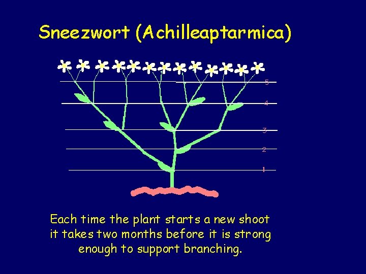Sneezwort (Achilleaptarmica) Each time the plant starts a new shoot it takes two months