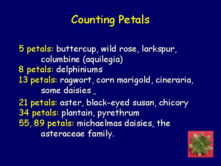 Counting Petals 5 petals: buttercup, wild rose, larkspur, columbine (aquilegia) 8 petals: delphiniums 13