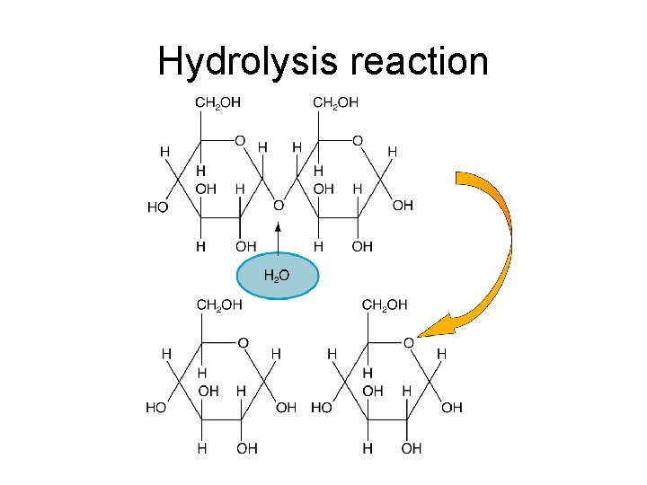 Hydrolysis reaction 