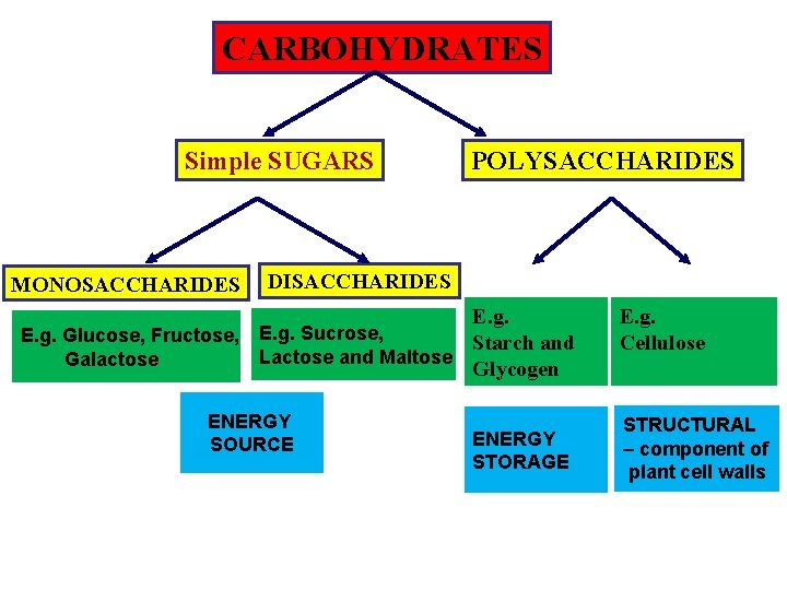 CARBOHYDRATES Simple SUGARS MONOSACCHARIDES POLYSACCHARIDES DISACCHARIDES E. g. Glucose, Fructose, E. g. Sucrose, Starch