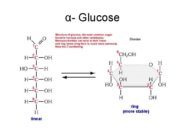 α- Glucose 