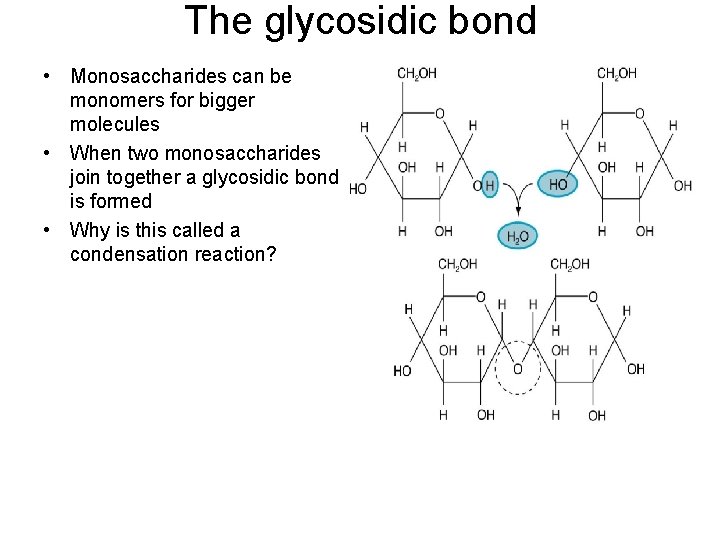 The glycosidic bond • Monosaccharides can be monomers for bigger molecules • When two