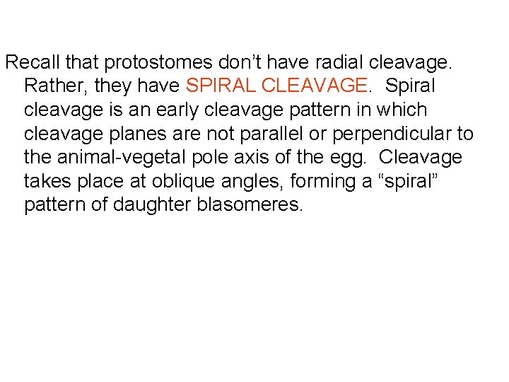 Recall that protostomes don’t have radial cleavage. Rather, they have SPIRAL CLEAVAGE. Spiral cleavage