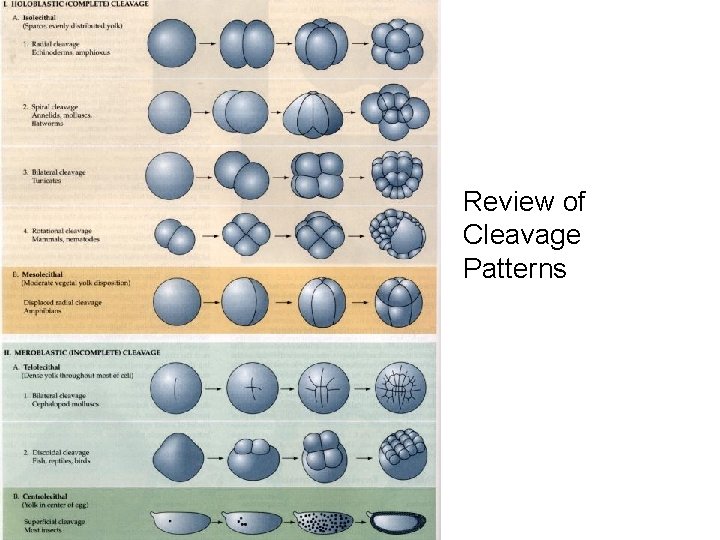 Review of Cleavage Patterns 