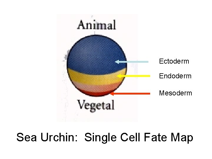 Ectoderm Endoderm Mesoderm Sea Urchin: Single Cell Fate Map 
