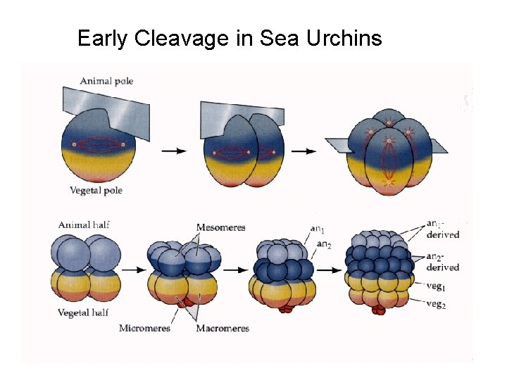 Early Cleavage in Sea Urchins 