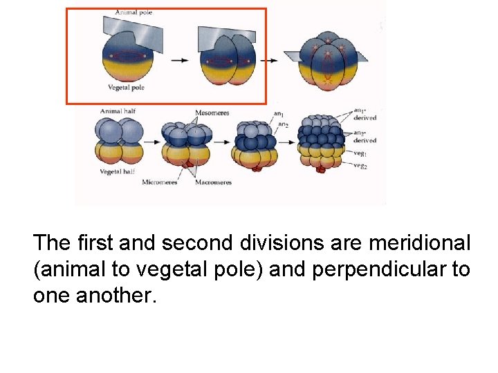 The first and second divisions are meridional (animal to vegetal pole) and perpendicular to