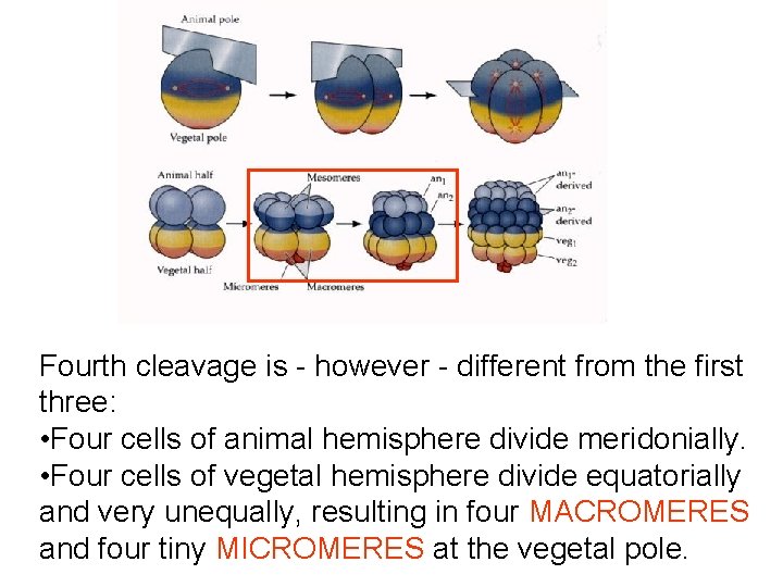 Fourth cleavage is - however - different from the first three: • Four cells