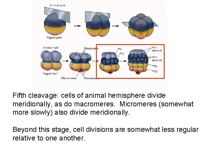 Fifth cleavage: cells of animal hemisphere divide meridionally, as do macromeres. Micromeres (somewhat more