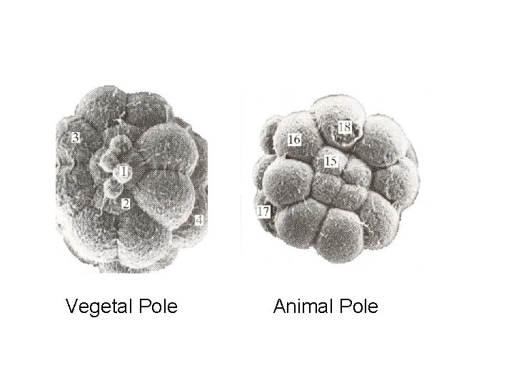 Vegetal Pole Animal Pole 