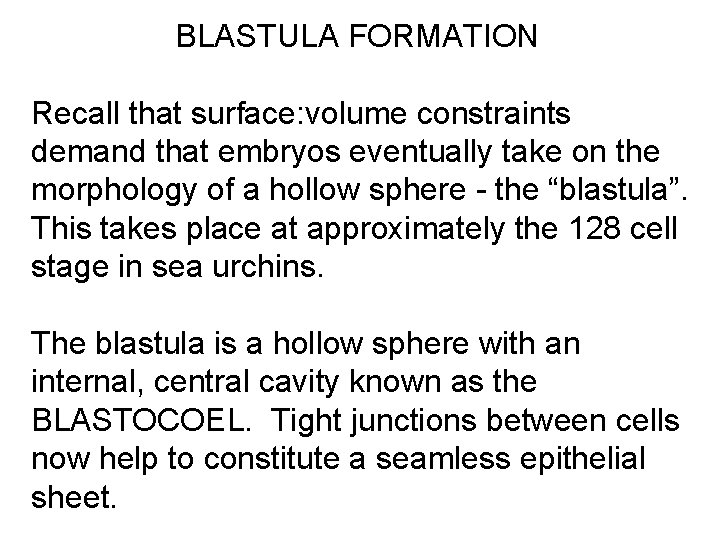 BLASTULA FORMATION Recall that surface: volume constraints demand that embryos eventually take on the