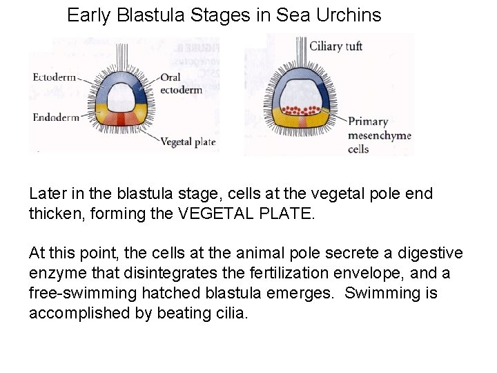 Early Blastula Stages in Sea Urchins Later in the blastula stage, cells at the
